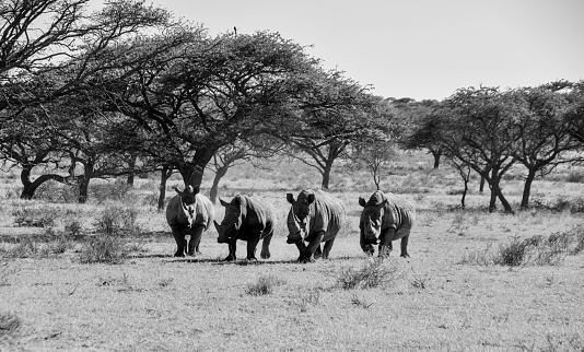 A group of White Rhino in Southern African savanna