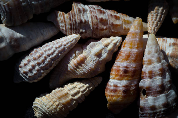 istock Seashells and stones from around the word 1141684487
