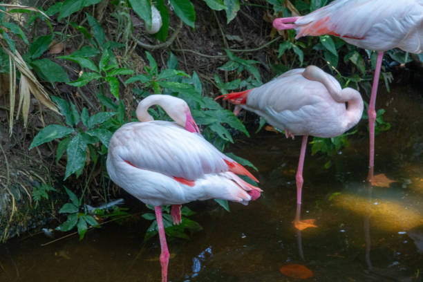istock flamingo in the zoo 1141685250