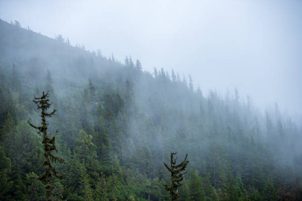 istock mist rising from valleys in forest in slovakia Tatra mountains 1141685404