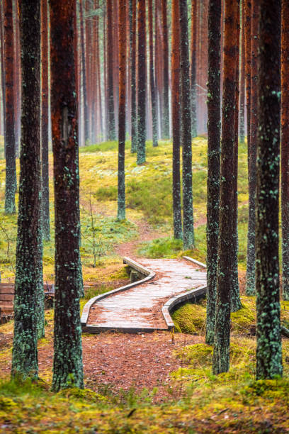 istock wooden boardwalk in wet forest 1141685444
