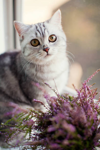 istock cat near pink heather in flowerpot 1141686093