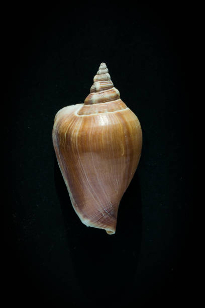 istock Seashells and stones from around the word 1141687291