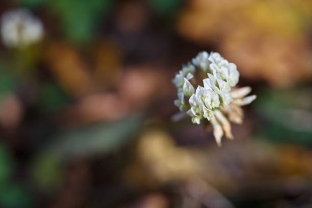 A close-up shot of a white clover flower blossom in a field at sunset.