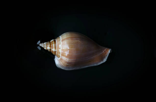 istock Seashells and stones from around the word 1141688901