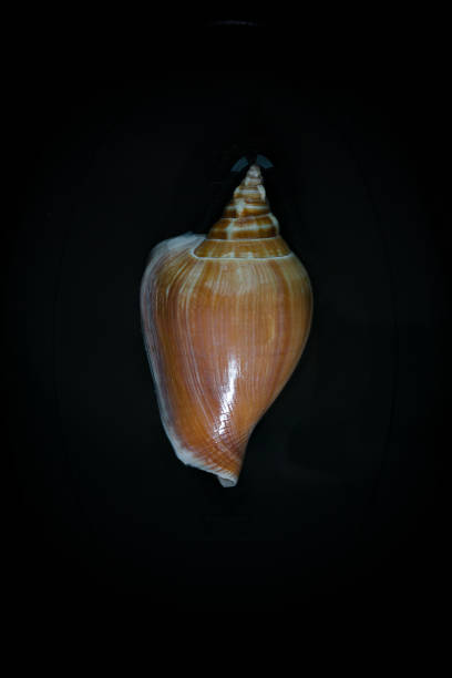 istock Seashells and stones from around the word 1141688975