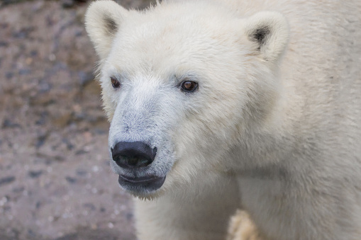 Muzzle Of A Wild Animal Polar Bear Stock Photo - Download Image Now - Animal,  Animals In Captivity, Arctic - iStock