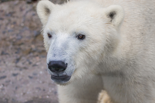 Muzzle Of A Wild Animal Polar Bear Stock Photo - Download Image Now - Animal, Animals In Captivity, Arctic - iStock Muzzle Of A Wild Animal Polar Bear Stock Photo - Download Image Now - Animal, Animals In Captivity, Arctic - iStock