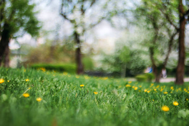 istock blurred summer background of grass and trees in spring 1141690463