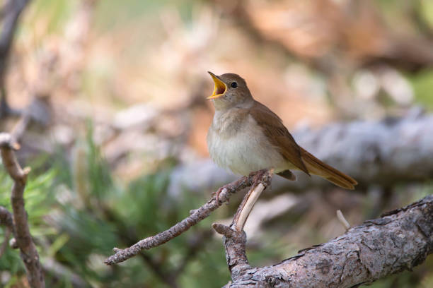 istock The common nightingale or simply nightingale 1141690823