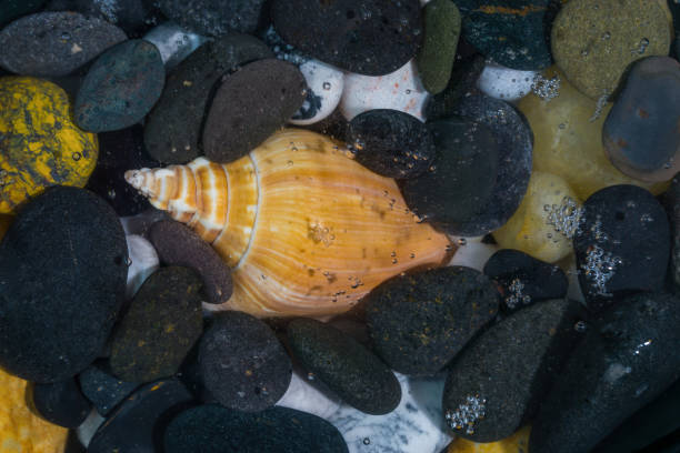 istock Seashells and stones from around the word 1141690942