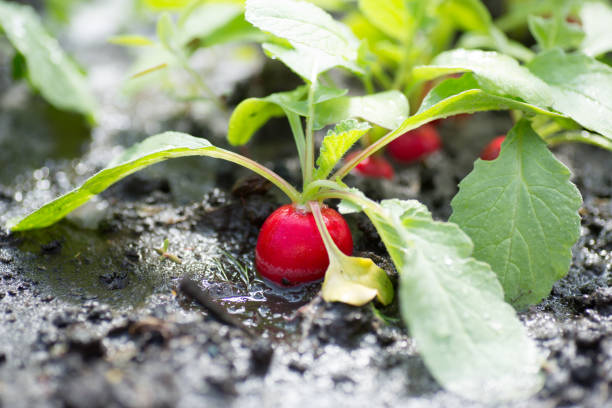 fresh organic red radish with leaves growing in the garden