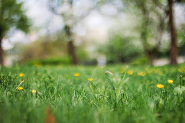 istock blurred summer background of grass and trees in spring 1141691879