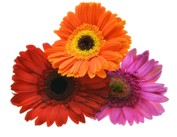 istock bouquet of flowers 1141692152