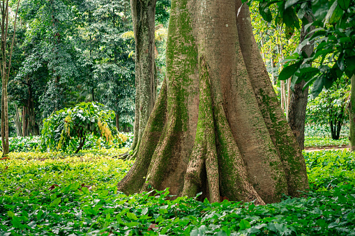 Tropical tree in Brazil