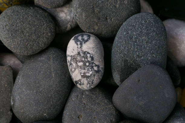 istock Seashells and stones from around the word 1141694191