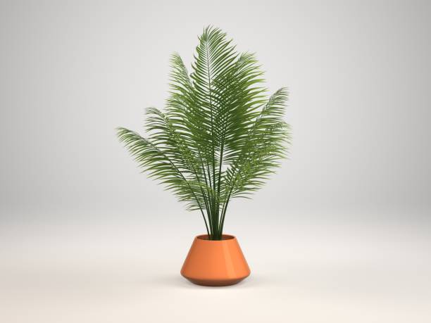 istock Indoor decorative plant and pot, 3d Rendering 1141696042