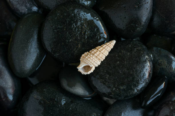 istock Seashells and stones from around the word 1141696791