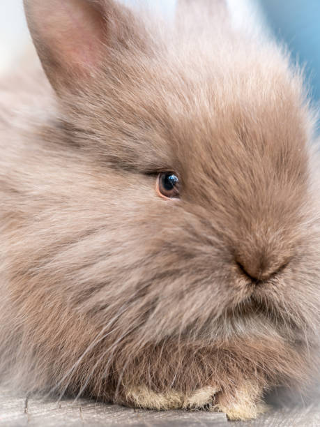 istock Portrait of a very young brown rabbit 1141697004