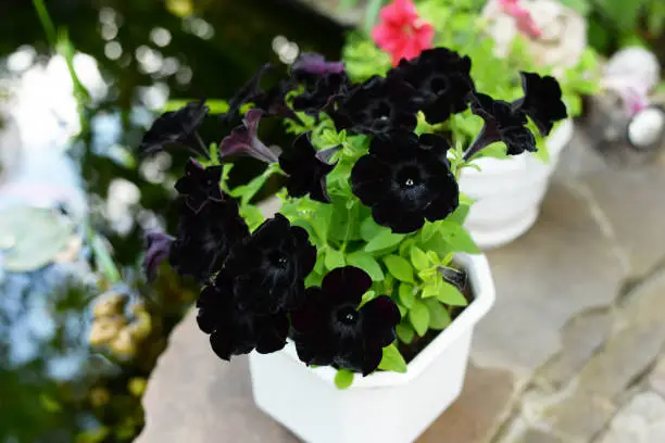 black petunia. flowers background. beautiful nature