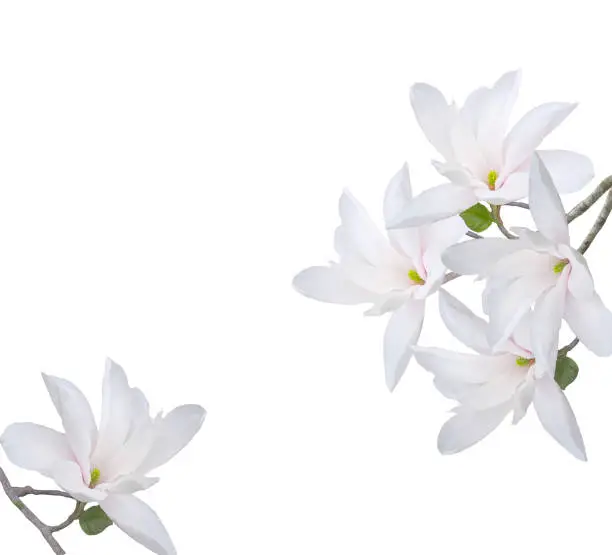 Blooming magnolia flower background.