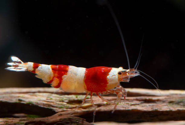 istock Red bee dwarf shrimp stay on timber decoration 1141698842