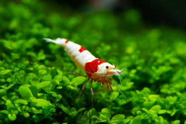 Red bee shrimp stay on grass or aquatic moss with dark and green background in fresh water aquarium tank.