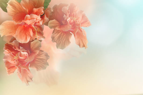 flor de coral rosa hibisco dulce - soft coral fotografías e imágenes de stock