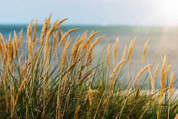 beach grass against sea and blue sky beach grass against sea and blue sky marram grass photos stock pictures, royalty-free photos & images