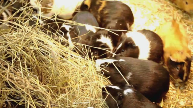 Guinea pigs eat a straw. Family of guinea pigs