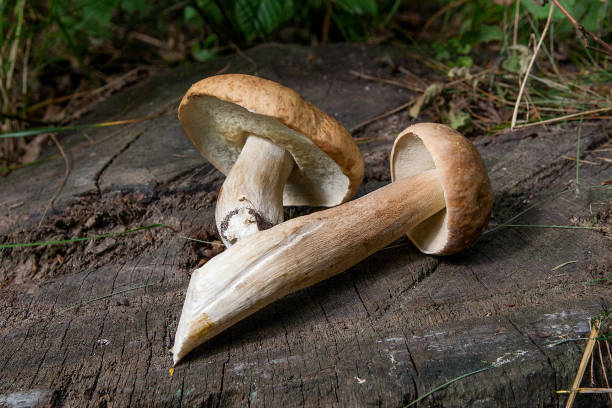 istock Several porcini mushrooms (Boletus edulis, cep, penny bun, porcino or king bolete) on wooden background. 1141701081
