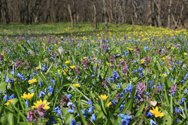 istock wild flowers on green meadow 1141701476