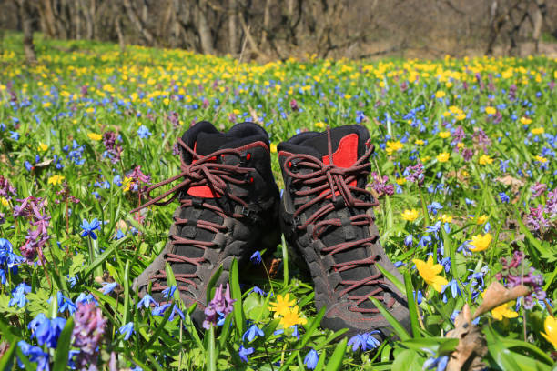 istock tourist boots on meadow in spring forest 1141701575