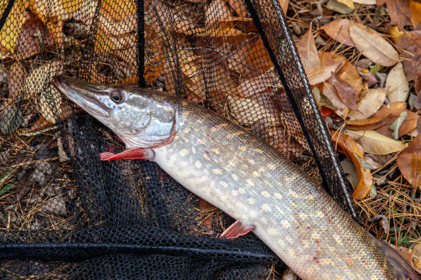 istock Freshwater pike fish. Freshwater pike fish and black landing net as background. 1141702220