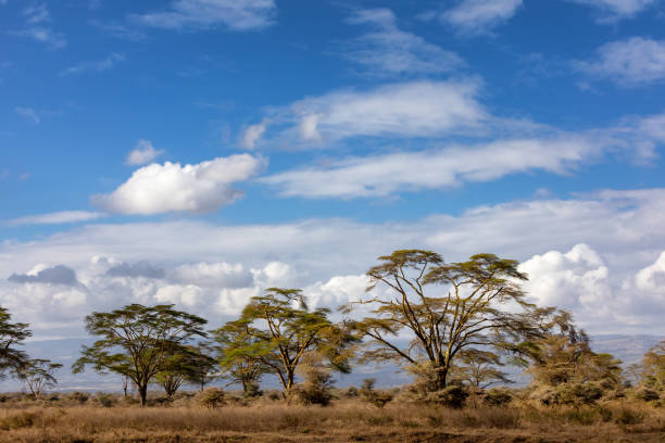 istock Fever tree landscape in Lake Nakuru 1141704009