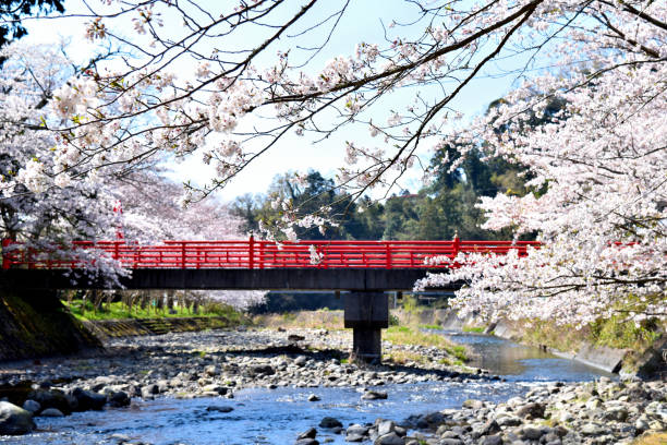 istock Cherry tree of Matsuzaki, Izu 1141704054