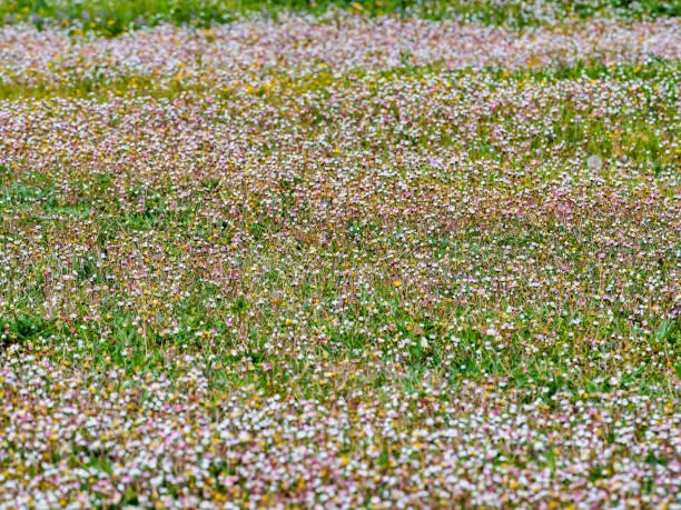 Scene with field of flowers on a spring day.
