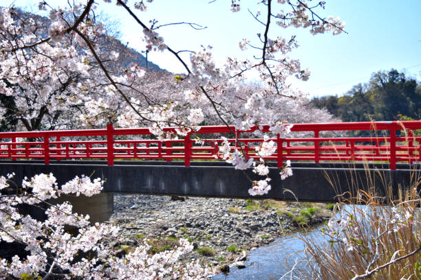 istock Cherry tree of Matsuzaki, Izu 1141705904