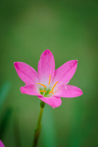 istock purple rain lily flower 1141706636