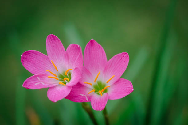istock purple rain lily flower 1141706654