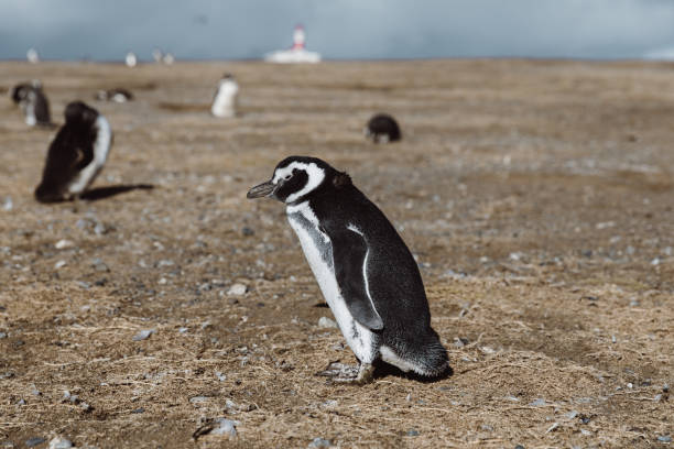 istock Magellanic penguin and lighthouse at Penguin island in Chile 1141707772