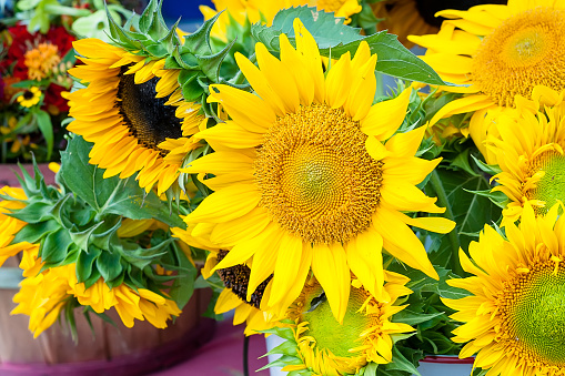 A table of a variety of freshly picked golden sunflowers with brown and yellow centers on display for sale at a local farmers market.
