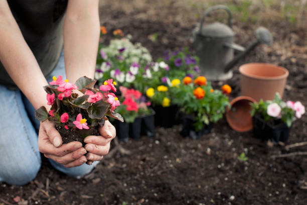 donna giardinaggio piantare un fiore di begonia - begonia foto e immagini stock