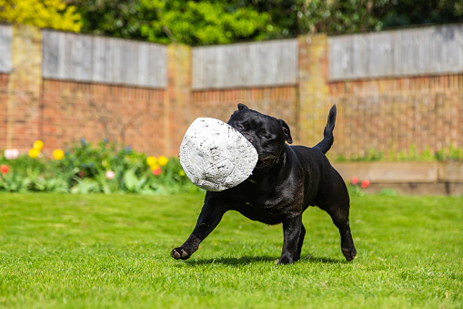 A handsome happy black Staffordshire bull terrier dog running on grass in a walled garden or back yard, with a burst soccer, football in his mouth, playing