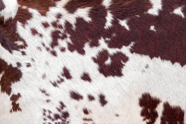 フルフレームの背景として使用するための牛革 - fur cow cattle textur ストックフォトと画像