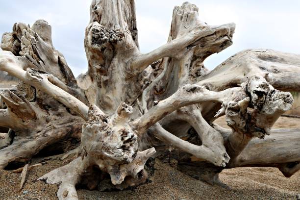 istock Root system of weathered eroded tree trunk washed up on the beach 1141710220