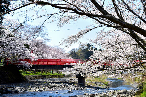 istock Cherry tree of Matsuzaki, Izu 1141711362