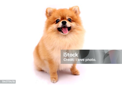 92,992 Fluffy Puppy Stock Photos, Pictures & Royalty-Free Images - iStock |  White fluffy puppy