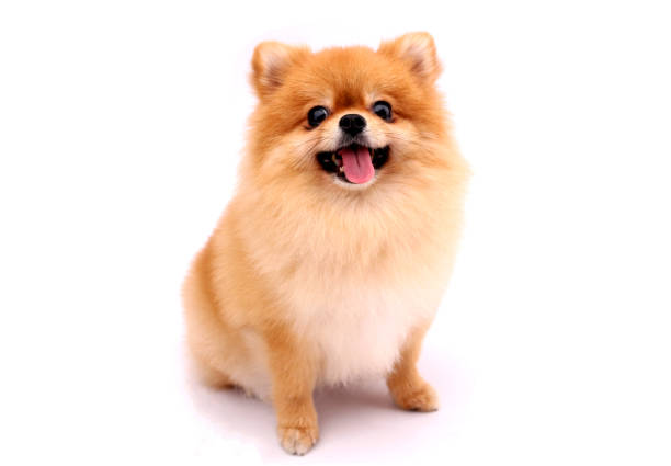 Pomeranian dog on a white background. Pomeranian dog on a white background. pomeranian pets mammal small stock pictures, royalty-free photos & images