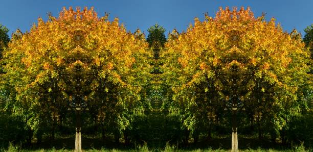 Autumnal Symmetrical Panoramic Impressions from City Park in Berlin Spandau from October 15, 2017, Germany